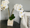 Double Orchid in 6" Glass Cube Shells